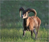 <p>MUFLON (Ovis musimon) Šluknovsko - Valdek /Mouflon - Mufflon/ </p>